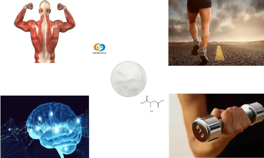 Why Bulk Creatine Monohydrate Is in High Demand?